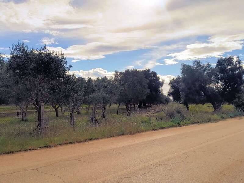 terreno agricolo in vendita a Monteiasi