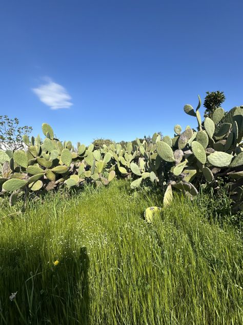 terreno agricolo in vendita a Monteiasi