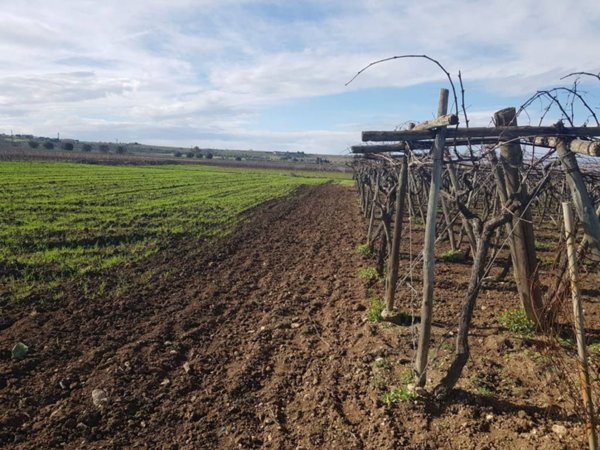 terreno agricolo in vendita a Monteparano