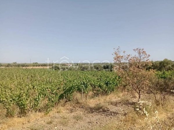 terreno agricolo in vendita a Mottola