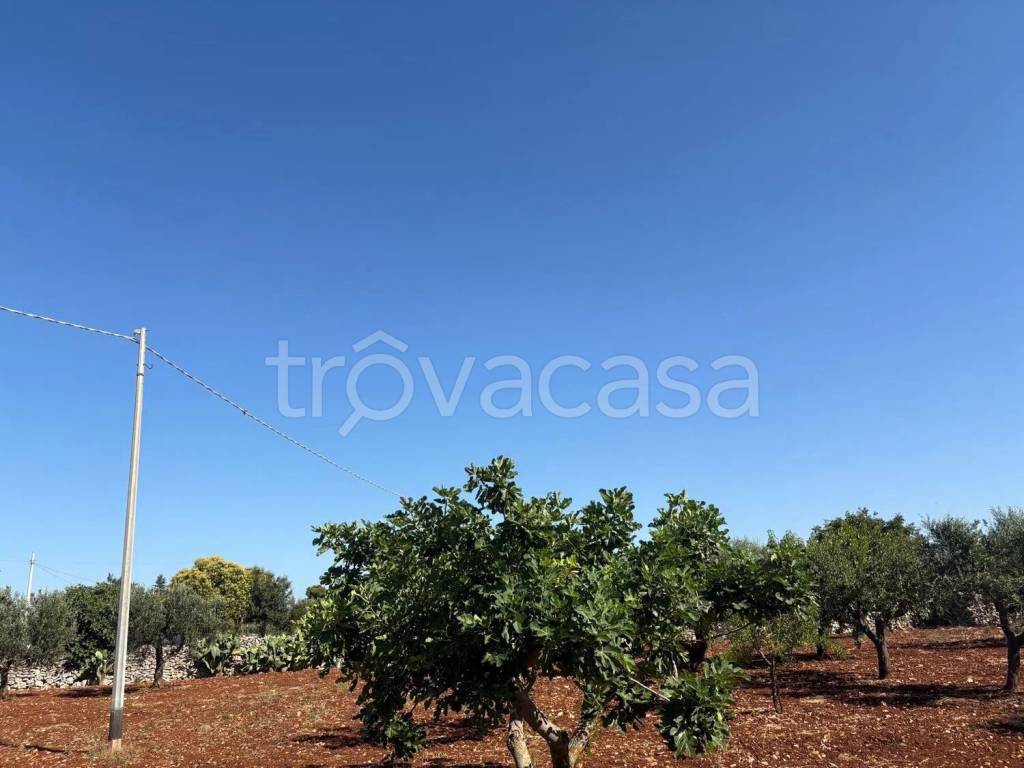 terreno agricolo in vendita a Mottola