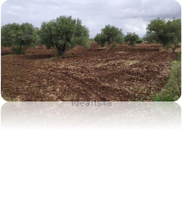 terreno agricolo in vendita a Mottola