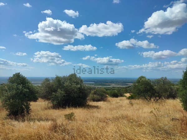terreno agricolo in vendita a Mottola