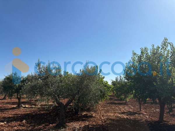 terreno in vendita a Mottola in zona San Basilio
