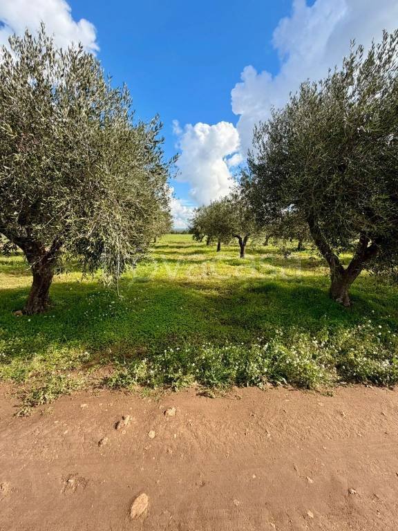 terreno agricolo in vendita a Palagianello