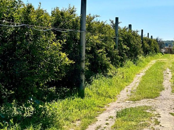 terreno agricolo in vendita a Palagiano
