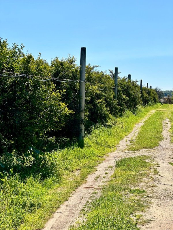 terreno agricolo in vendita a Palagiano