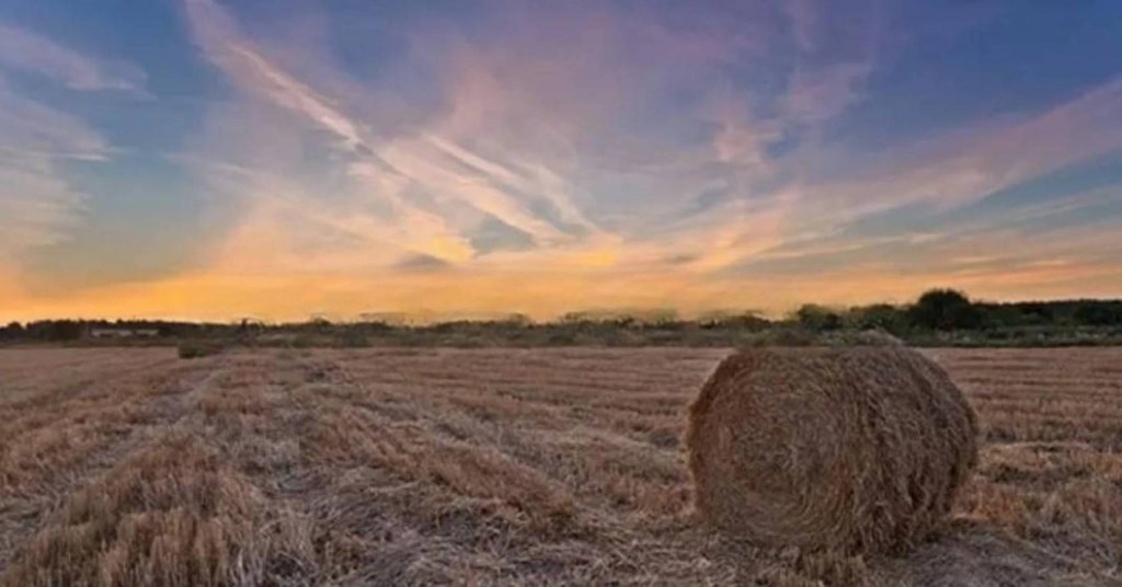 terreno agricolo in vendita a Palagiano