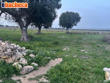 terreno agricolo in vendita a Pulsano