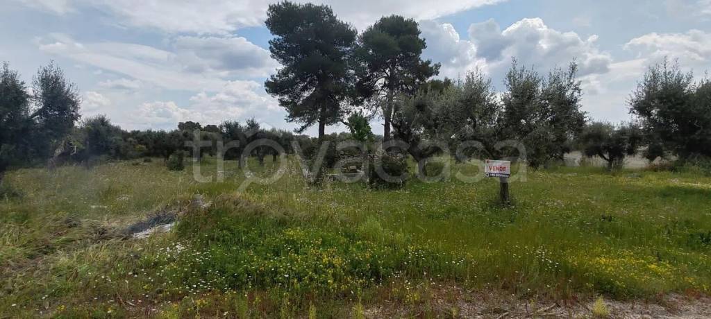 terreno agricolo in vendita a San Marzano di San Giuseppe