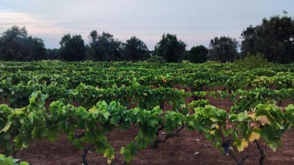 terreno agricolo in vendita a Sava