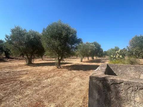 terreno agricolo in vendita a Sava
