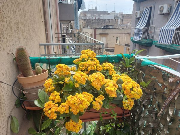 appartamento in vendita a Taranto in zona Borgo Antico