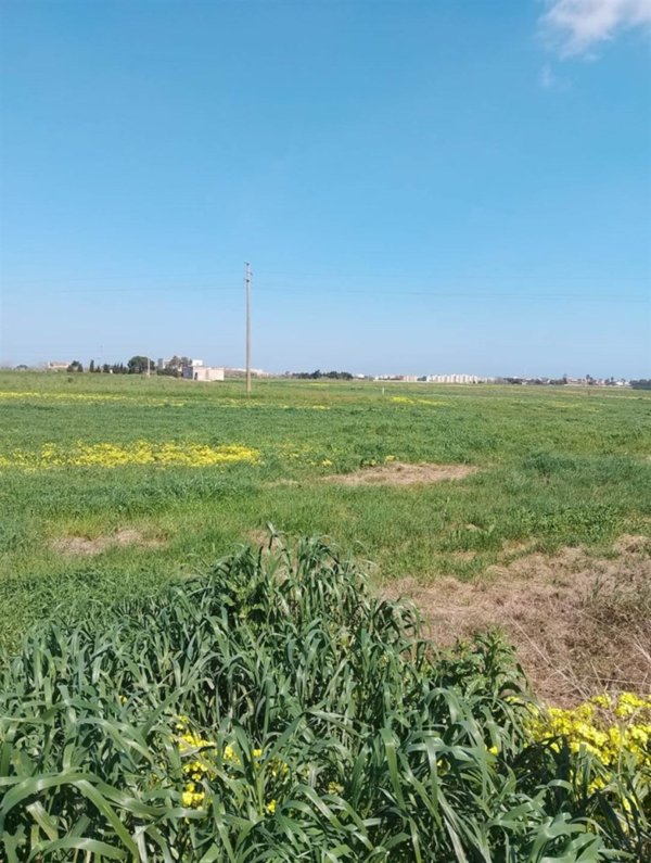 terreno agricolo in vendita a Brindisi