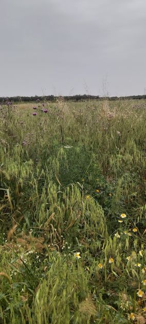 terreno agricolo in vendita a Brindisi in zona Tuturano