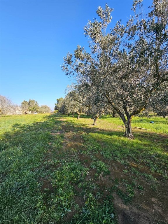terreno agricolo in vendita a Brindisi