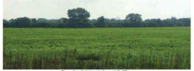 terreno agricolo in vendita a Brindisi in zona Tuturano