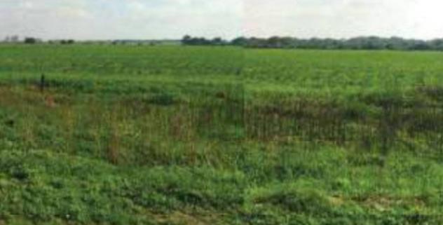 terreno agricolo in vendita a Brindisi in zona Tuturano