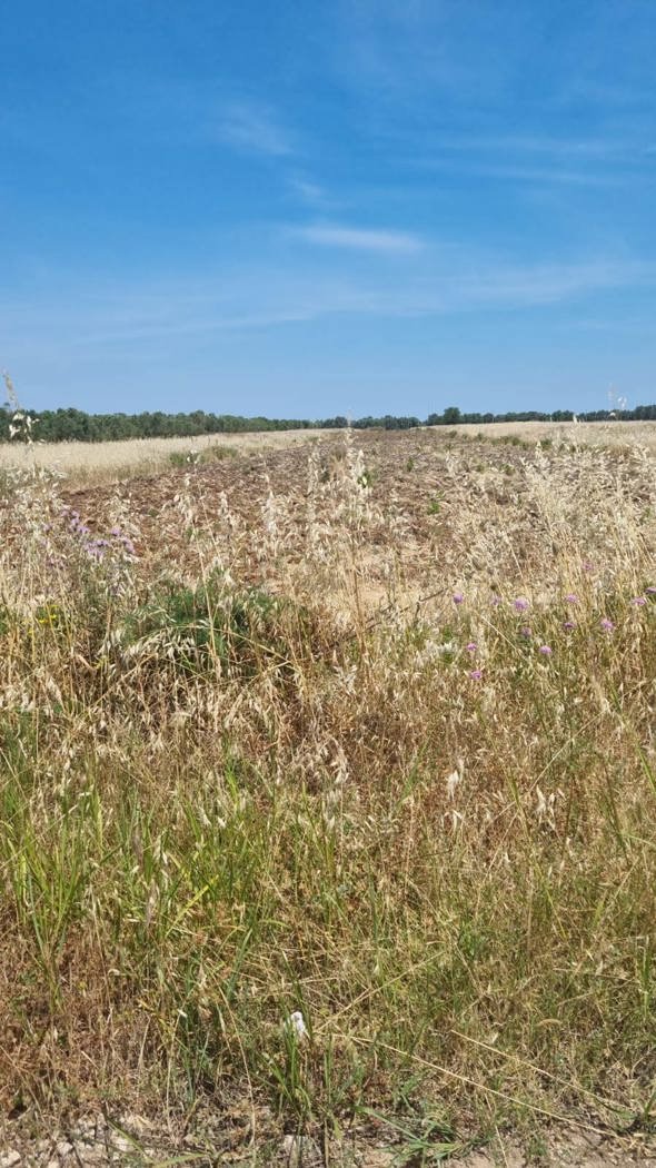 terreno agricolo in vendita a Brindisi in zona Paradiso