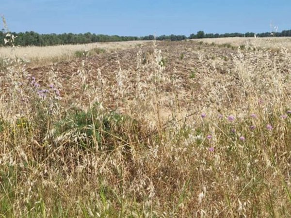 terreno agricolo in vendita a Brindisi in zona Paradiso