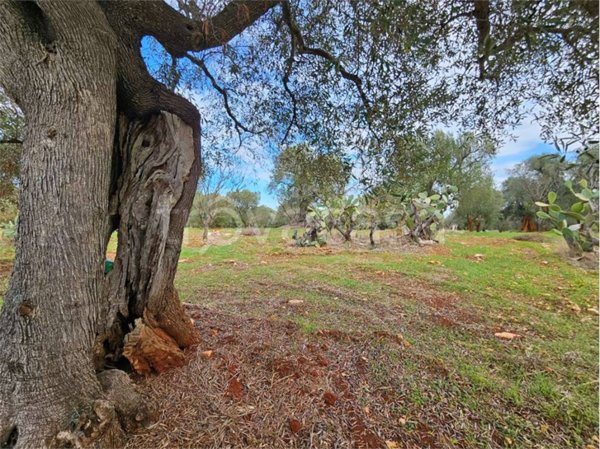 casa indipendente in vendita a Carovigno
