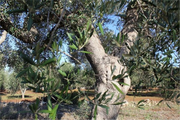 appartamento in vendita a Carovigno
