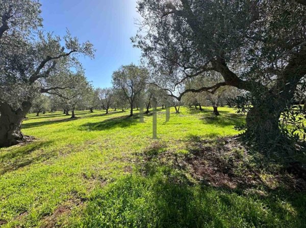 casa indipendente in vendita a Carovigno