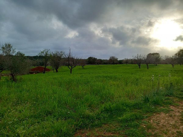 terreno edificabile in vendita a Carovigno