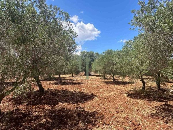 terreno agricolo in vendita a Carovigno