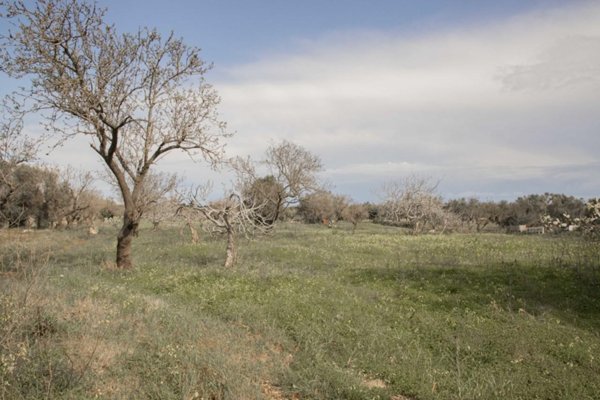 terreno agricolo in vendita a Carovigno