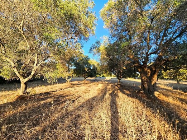 appartamento in vendita a Carovigno