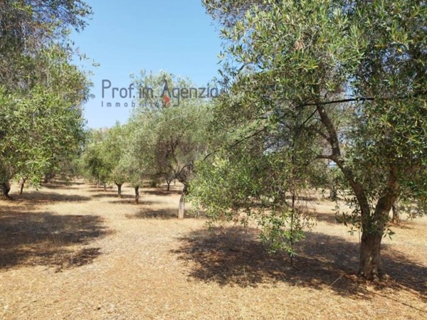 terreno agricolo in vendita a Carovigno