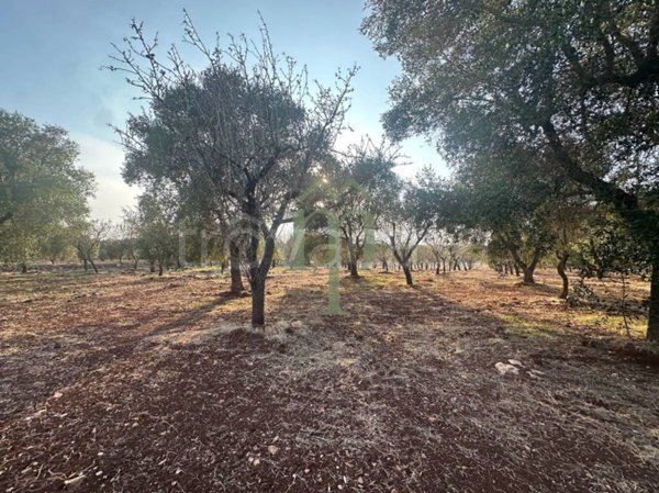 casa indipendente in vendita a Carovigno