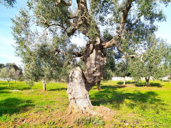 terreno agricolo in vendita a Carovigno