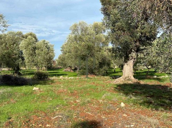 terreno agricolo in vendita a Carovigno