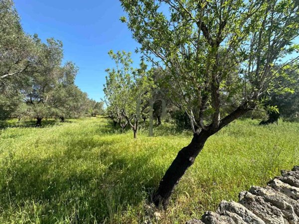 terreno agricolo in vendita a Carovigno