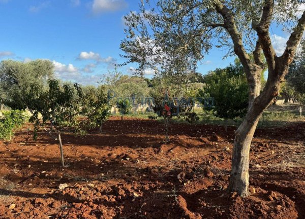 casa indipendente in vendita a Carovigno