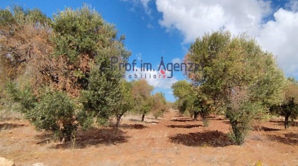 casa indipendente in vendita a Carovigno