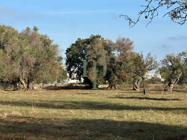 terreno agricolo in vendita a Carovigno