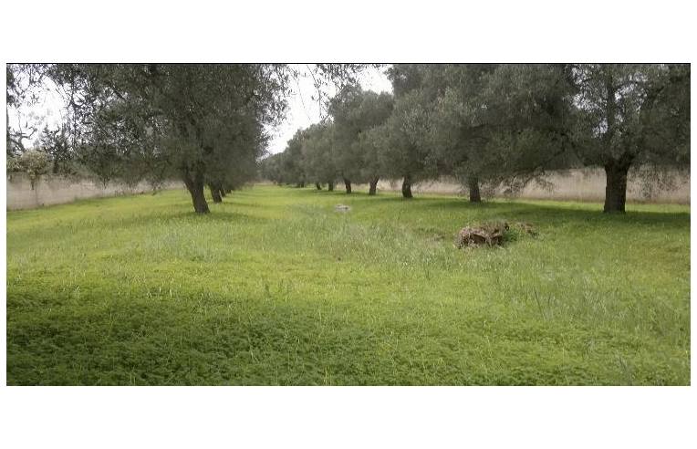 terreno agricolo in vendita a Carovigno in zona Serranova