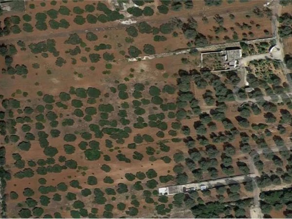 terreno agricolo in vendita a Carovigno
