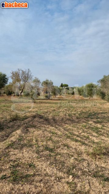 casa indipendente in vendita a Carovigno