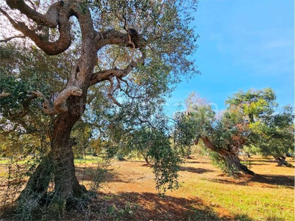 casa indipendente in vendita a Carovigno