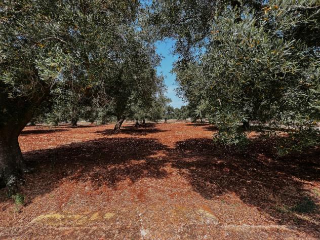 casa indipendente in vendita a Carovigno