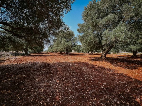 casa indipendente in vendita a Carovigno