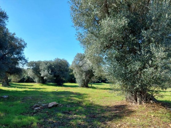 terreno agricolo in vendita a Carovigno