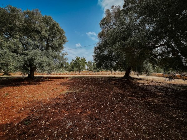 casa indipendente in vendita a Carovigno