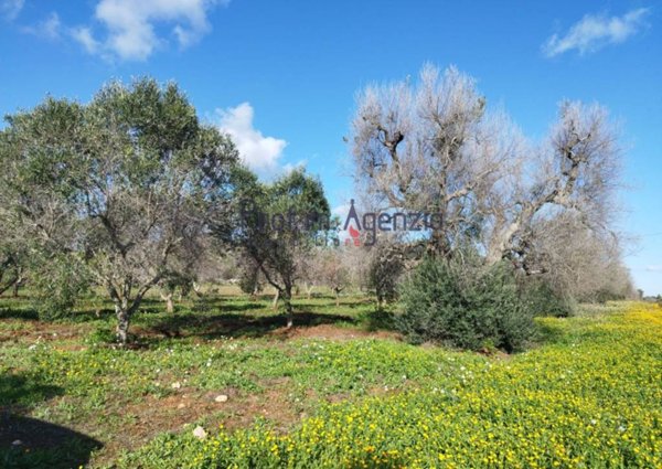 casa indipendente in vendita a Carovigno