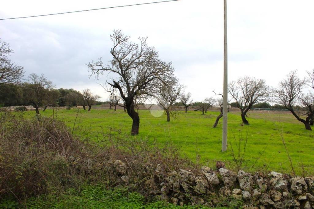 casa indipendente in vendita a Carovigno