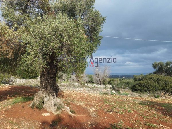 terreno agricolo in vendita a Carovigno